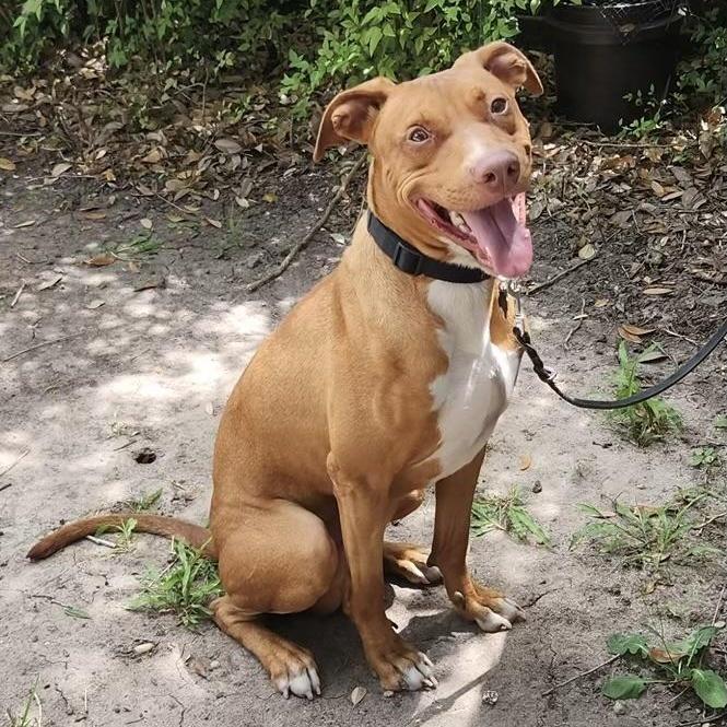 Meet Rocketāsmart Loyal