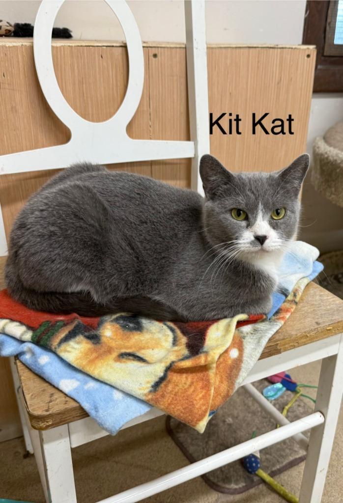 Kit Kat