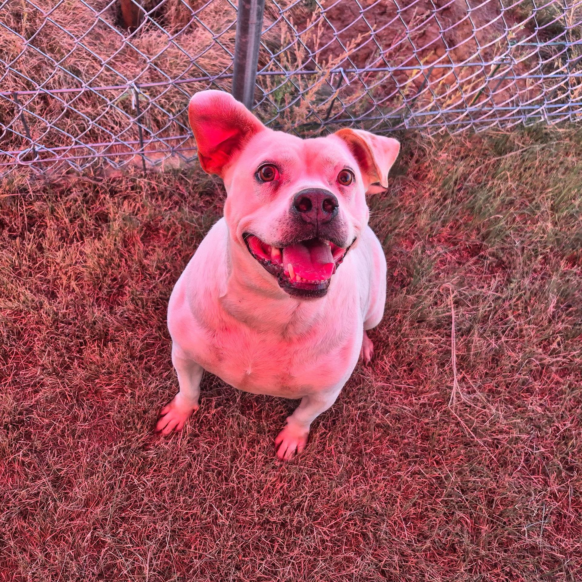 An adult medium-sized female White / Cream Bulldog dog named Carolina for adoption in Canyon, TX