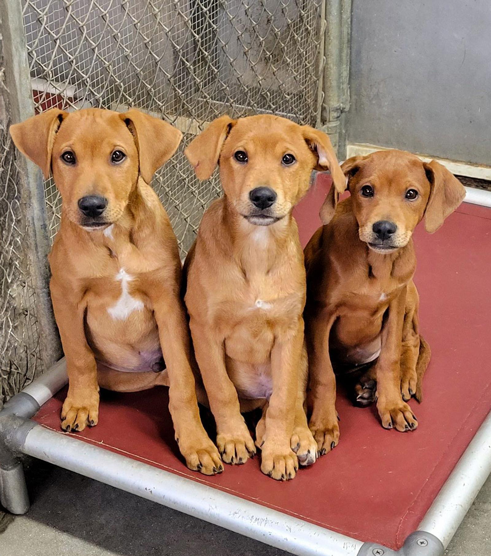 Doberman Mix Pups Boys