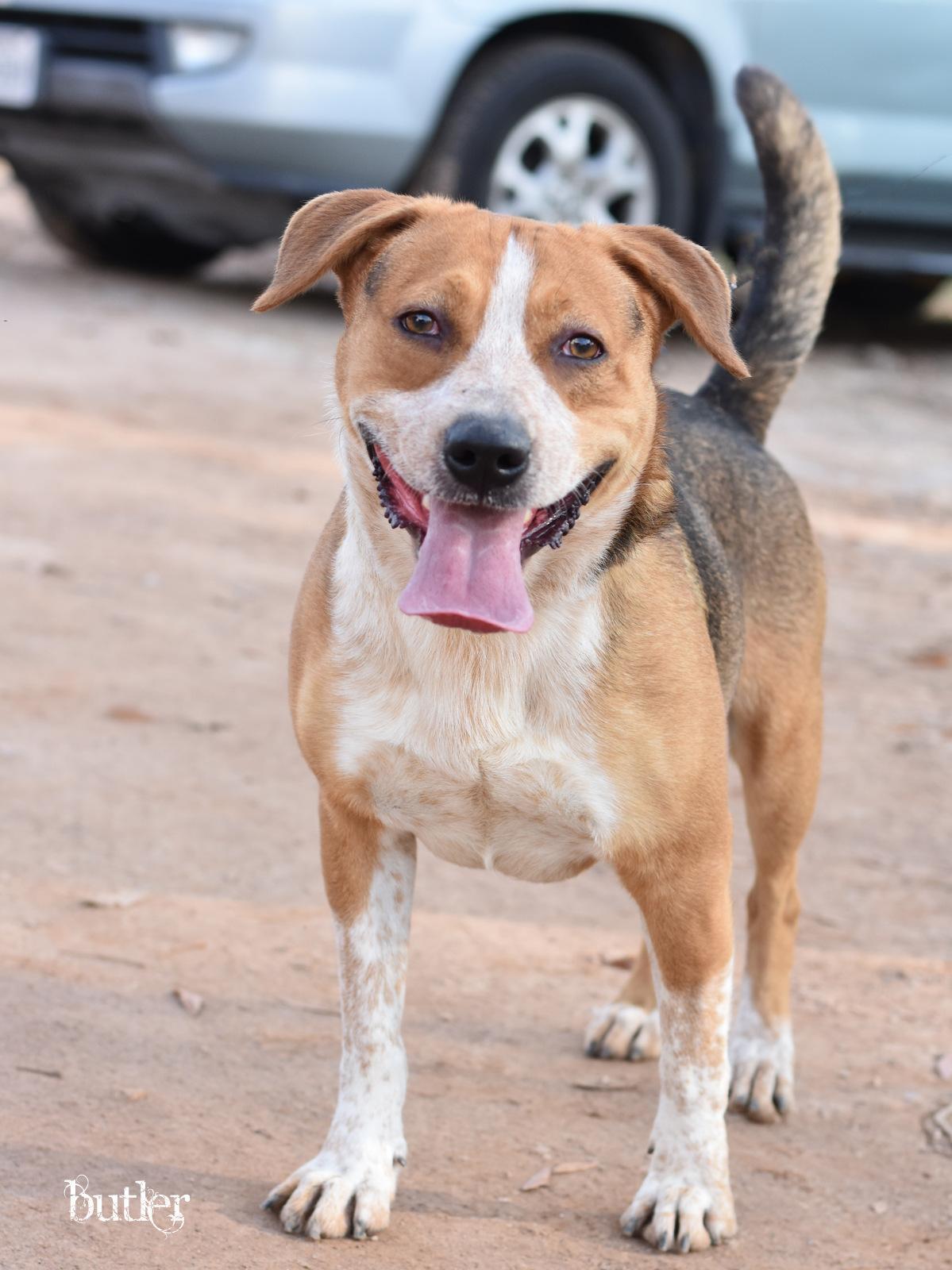 An adult medium-sized male Beagle dog named Butler for adoption in Houston, TX