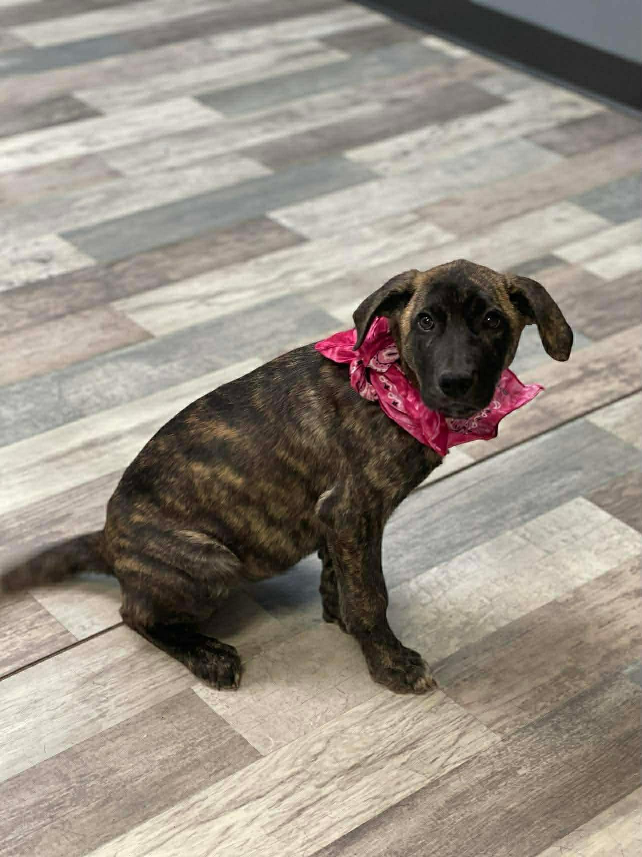 Ladybug The Shepherd Puppy