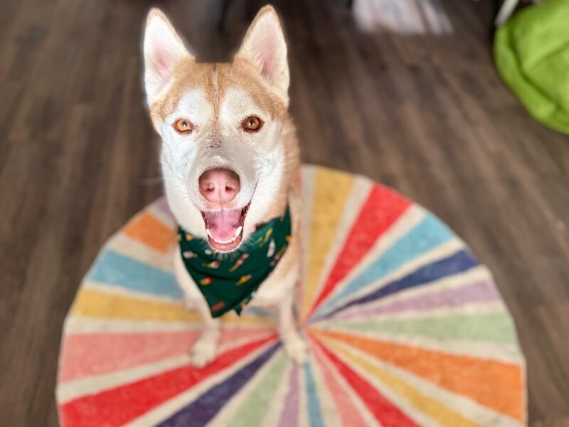 Daphne Lovelight Supreme