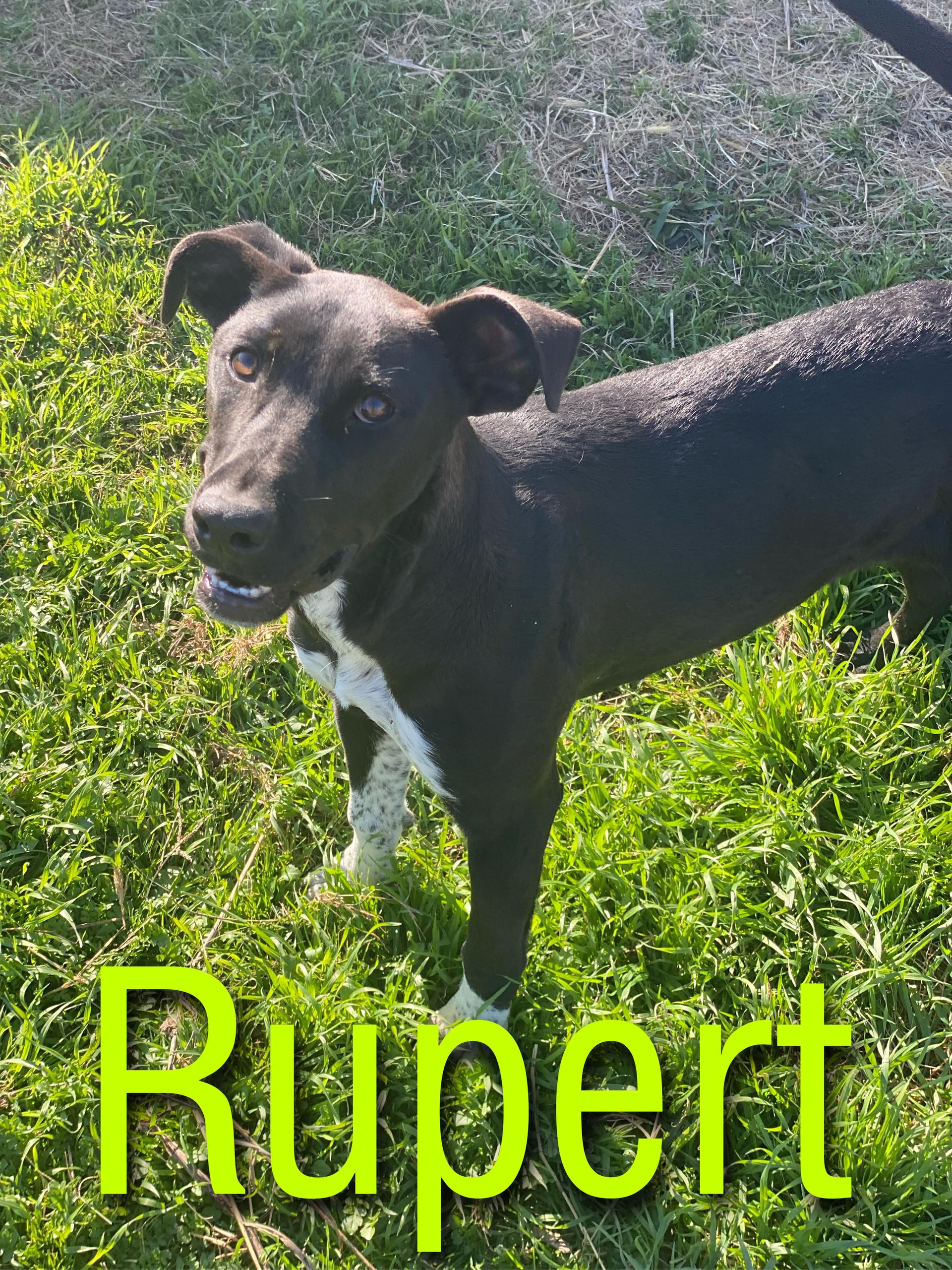 An adult large-sized male Black Labrador Retriever dog named Rupert for adoption in Sherman, TX