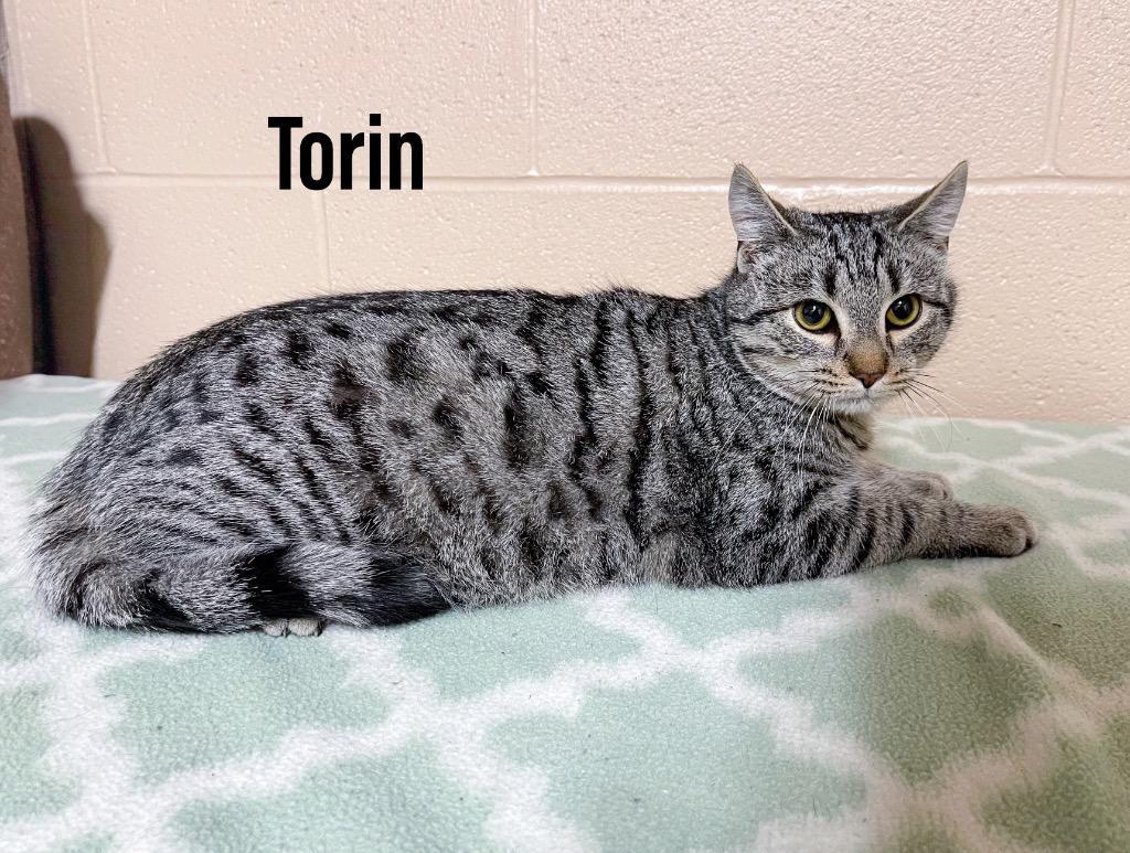 Torin