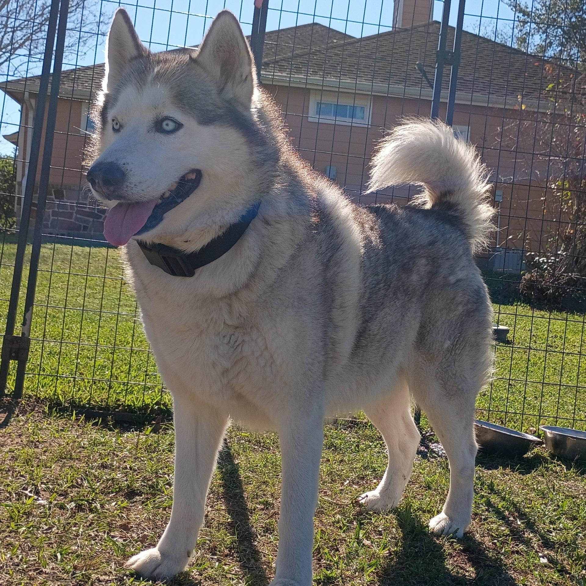A young large-sized male Black Siberian Husky dog named Ready For Adventure? Snow for adoption in Houston, TX