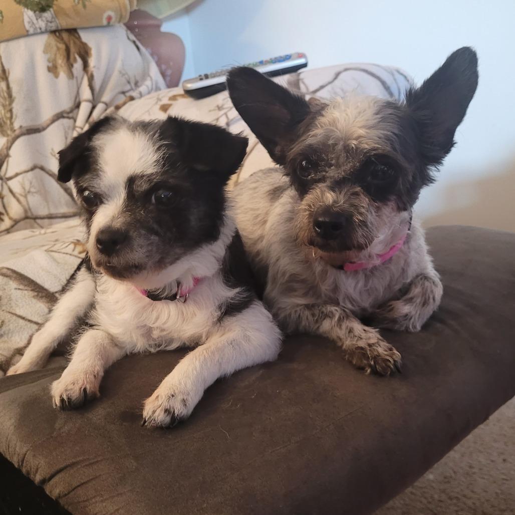 Lady Bonded To Lola