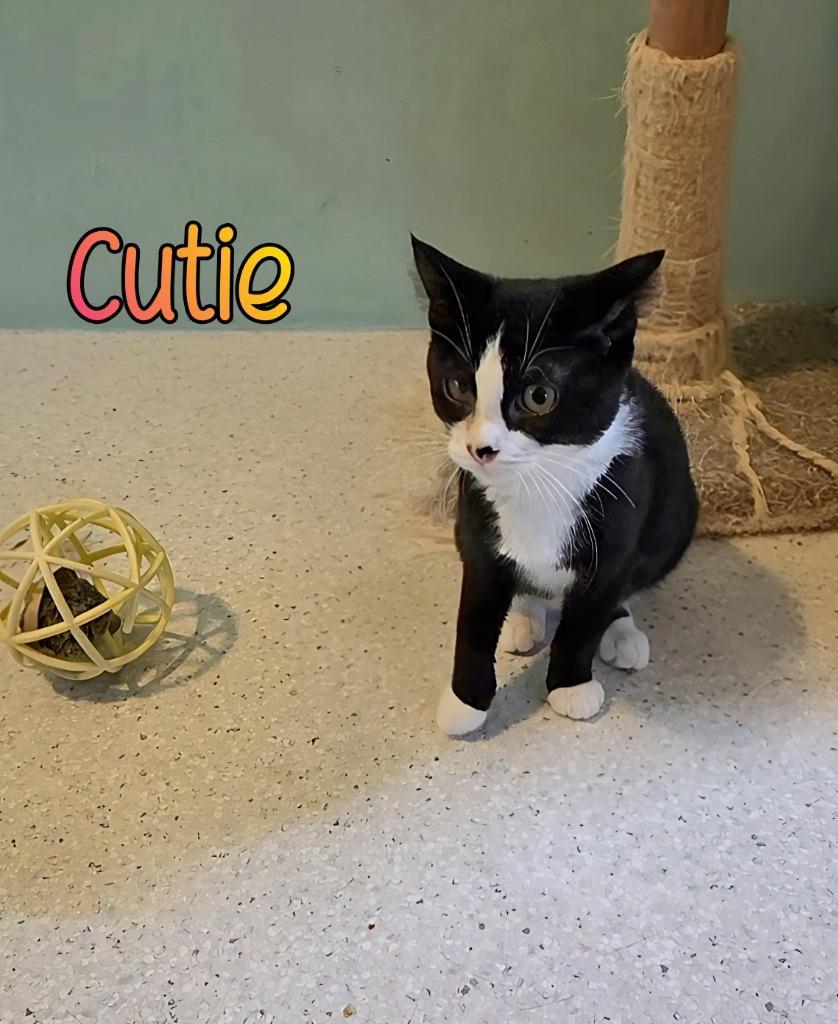 Cutie