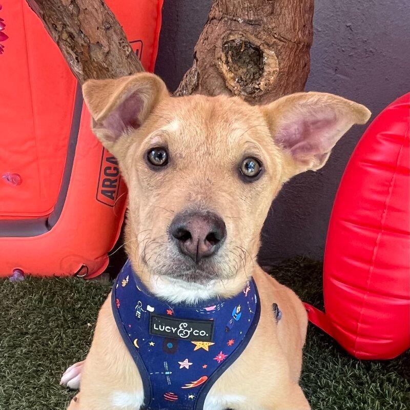 A young large-sized male Yellow / Tan / Blond / Fawn Shepherd dog named Phastos for adoption in Carlsbad, CA