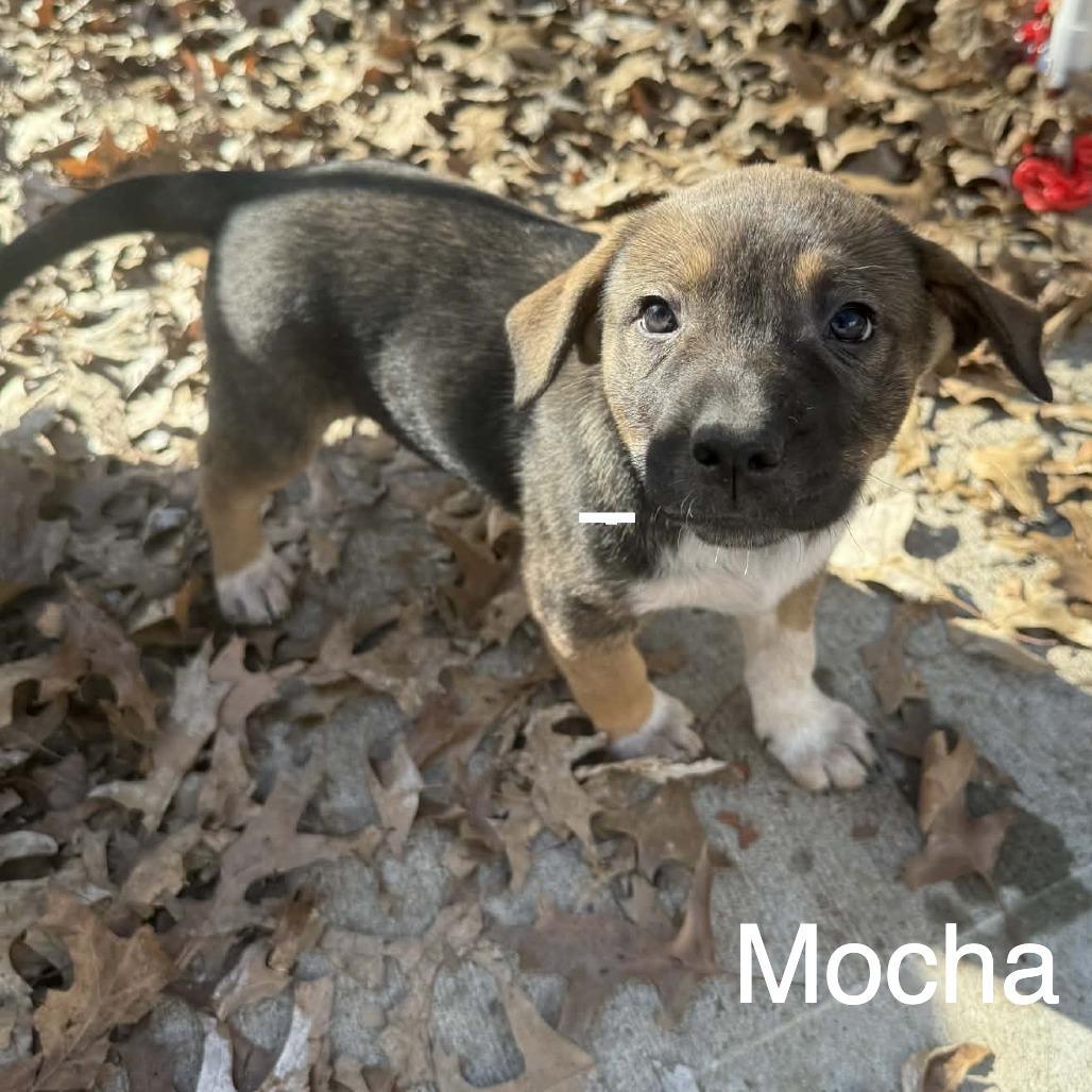 Mocha