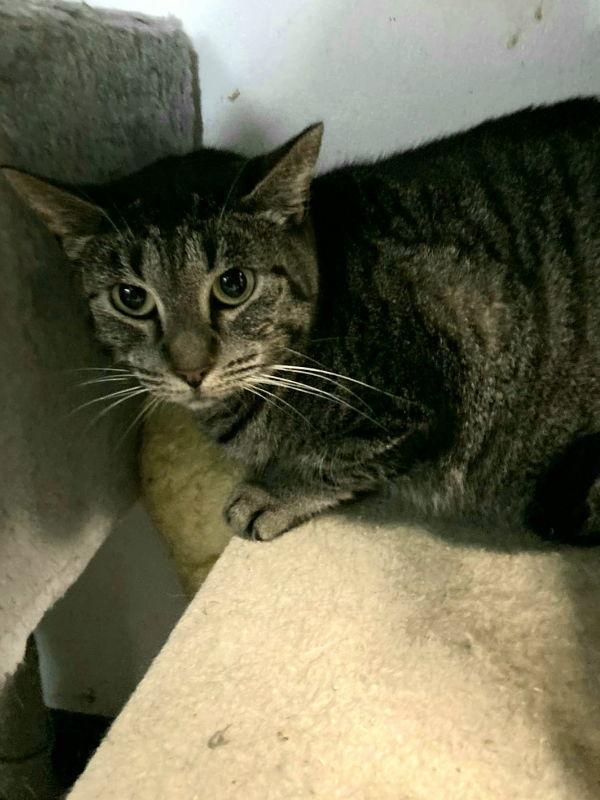 An adult medium-sized female American Shorthair cat named Carla for adoption in Margate, FL