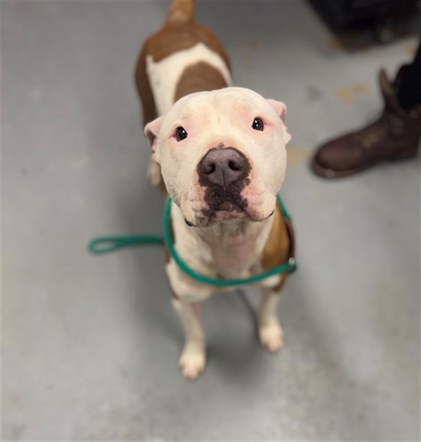 High Fructose Corn Syrup