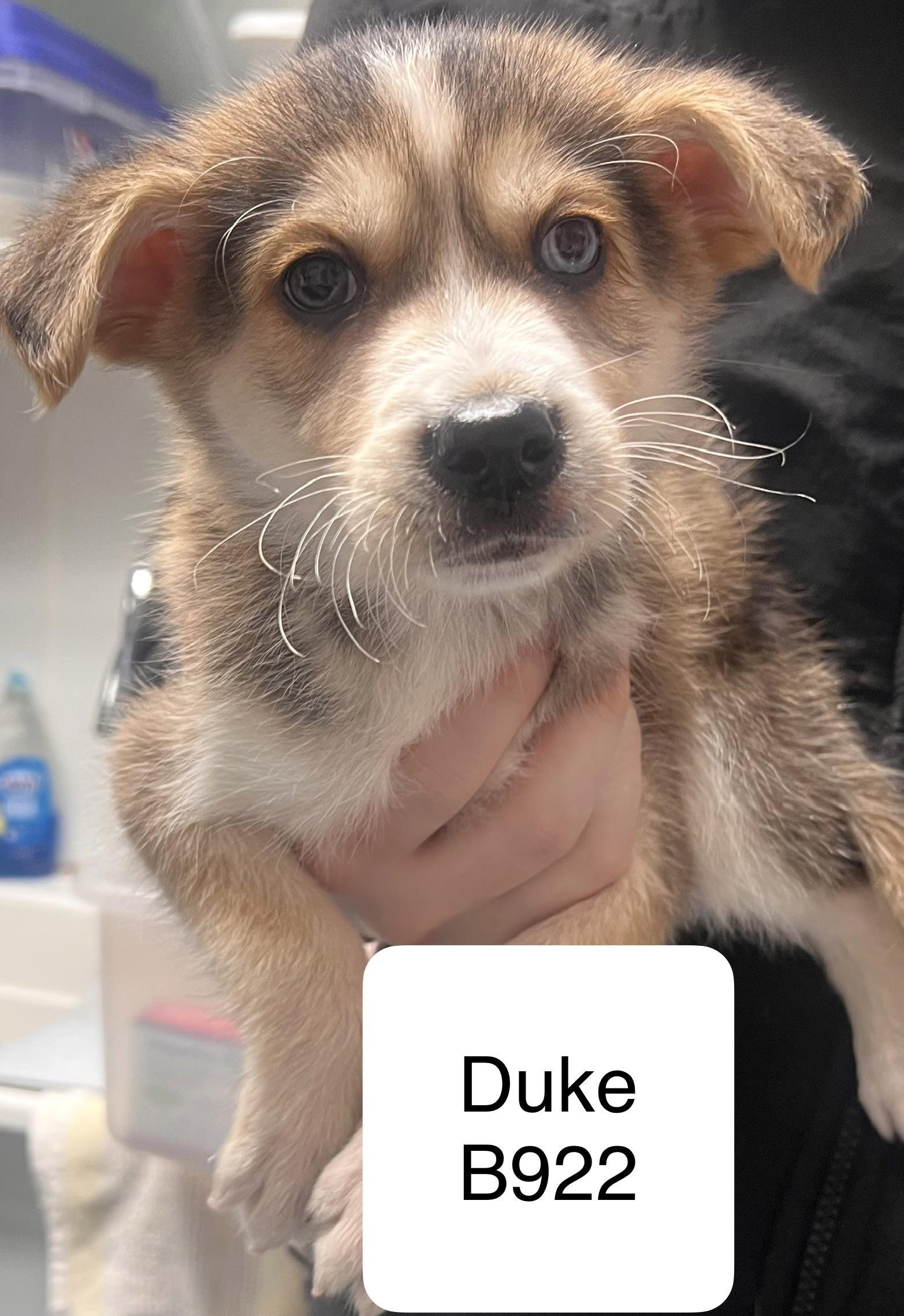 Duke