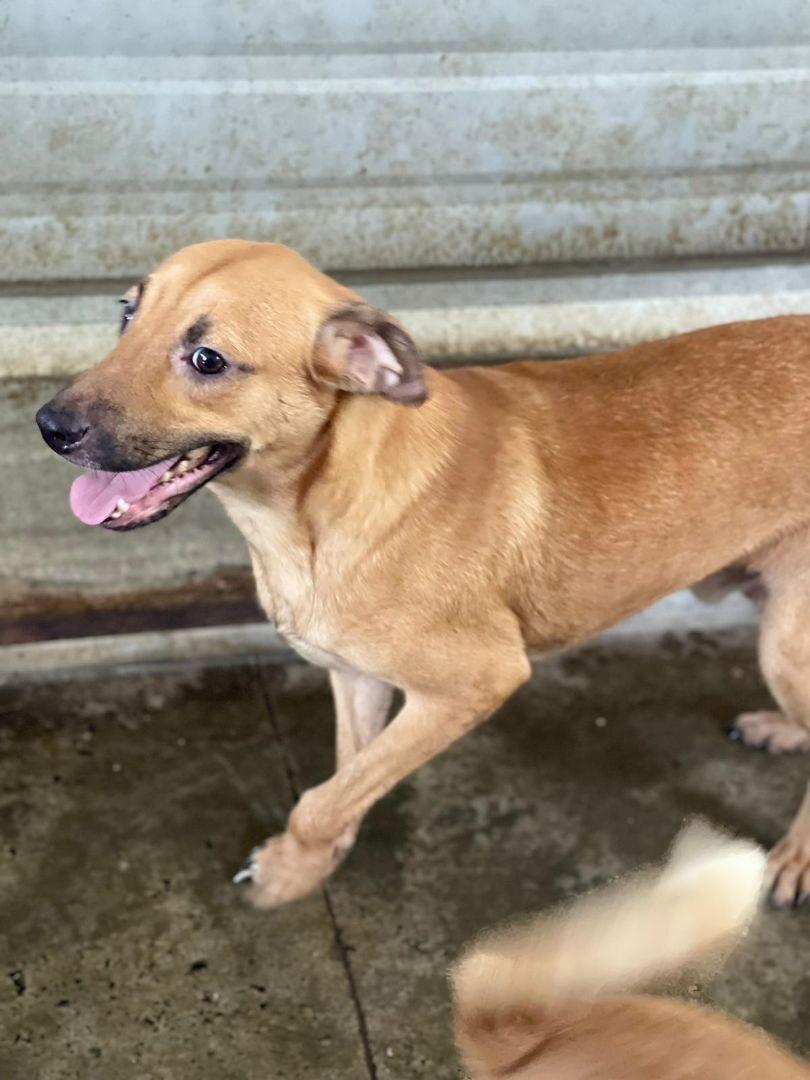 A young small-sized male Yellow / Tan / Blond / Fawn Mixed Breed dog named Lino for adoption in San Juan, PR