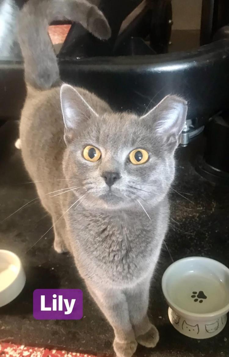 A young medium-sized female Gray / Blue / Silver Domestic Short Hair cat named Lily for adoption in Cincinnati, OH