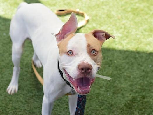 An adult large-sized male White / Cream American Staffordshire Terrier dog named Butterscotch for adoption in New York, NY
