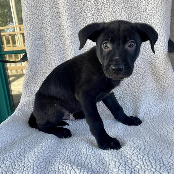 Raspberry Star photo 1