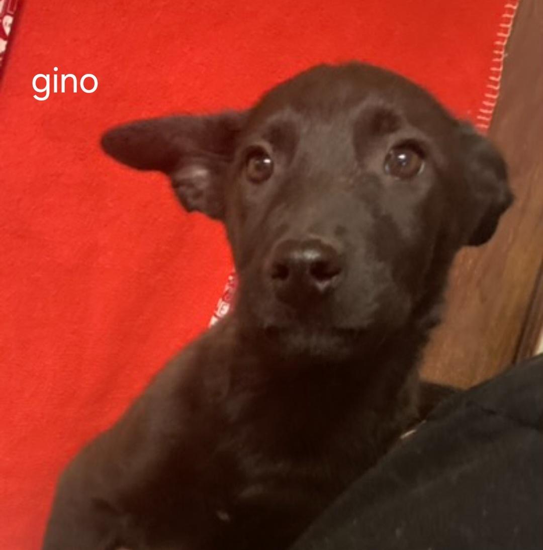 P Gino