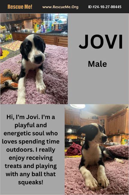 Jovi