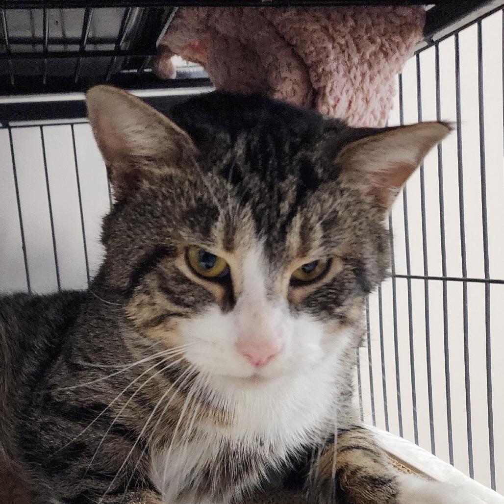 German Chocolate Cake