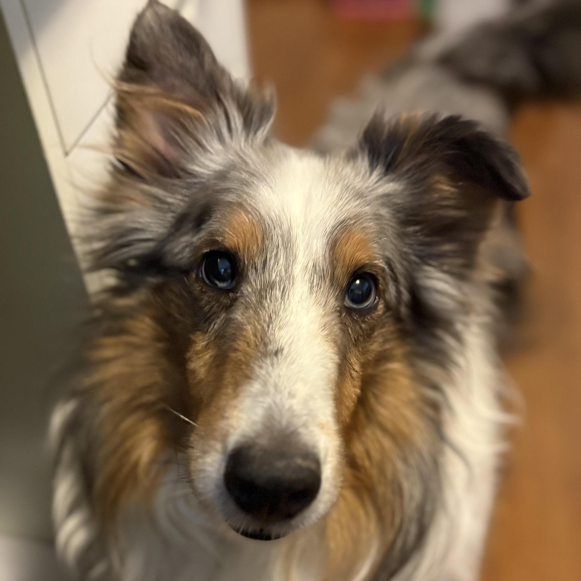 An adult medium-sized male Merle (Blue) Shetland Sheepdog / Sheltie dog named Sky for adoption in Rock Hill, SC