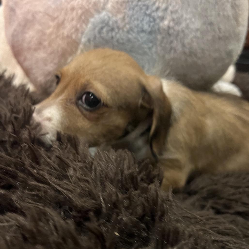 Tri State Pup: Chris