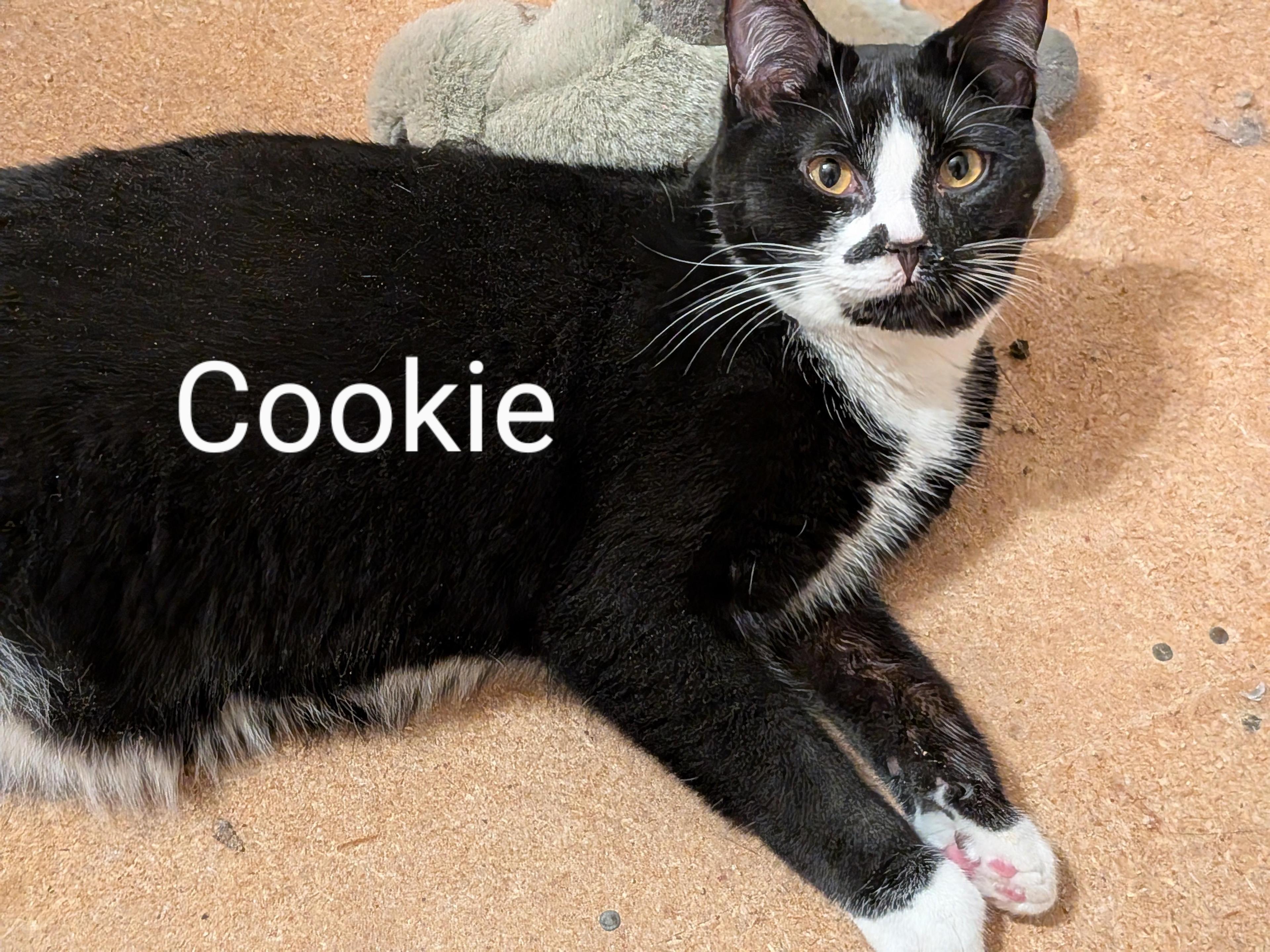 Cookie