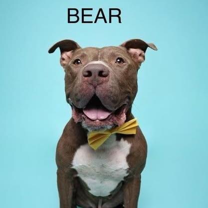 An adult large-sized male Brown / Chocolate Pit Bull Terrier dog named Bear for adoption in Allen, TX