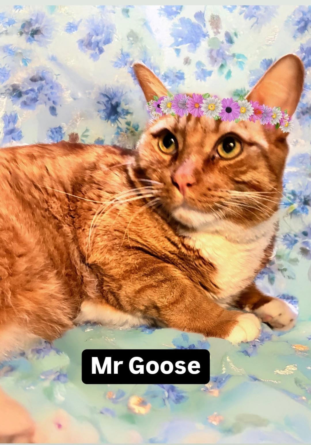 Mr Goose At Martinez photo 1