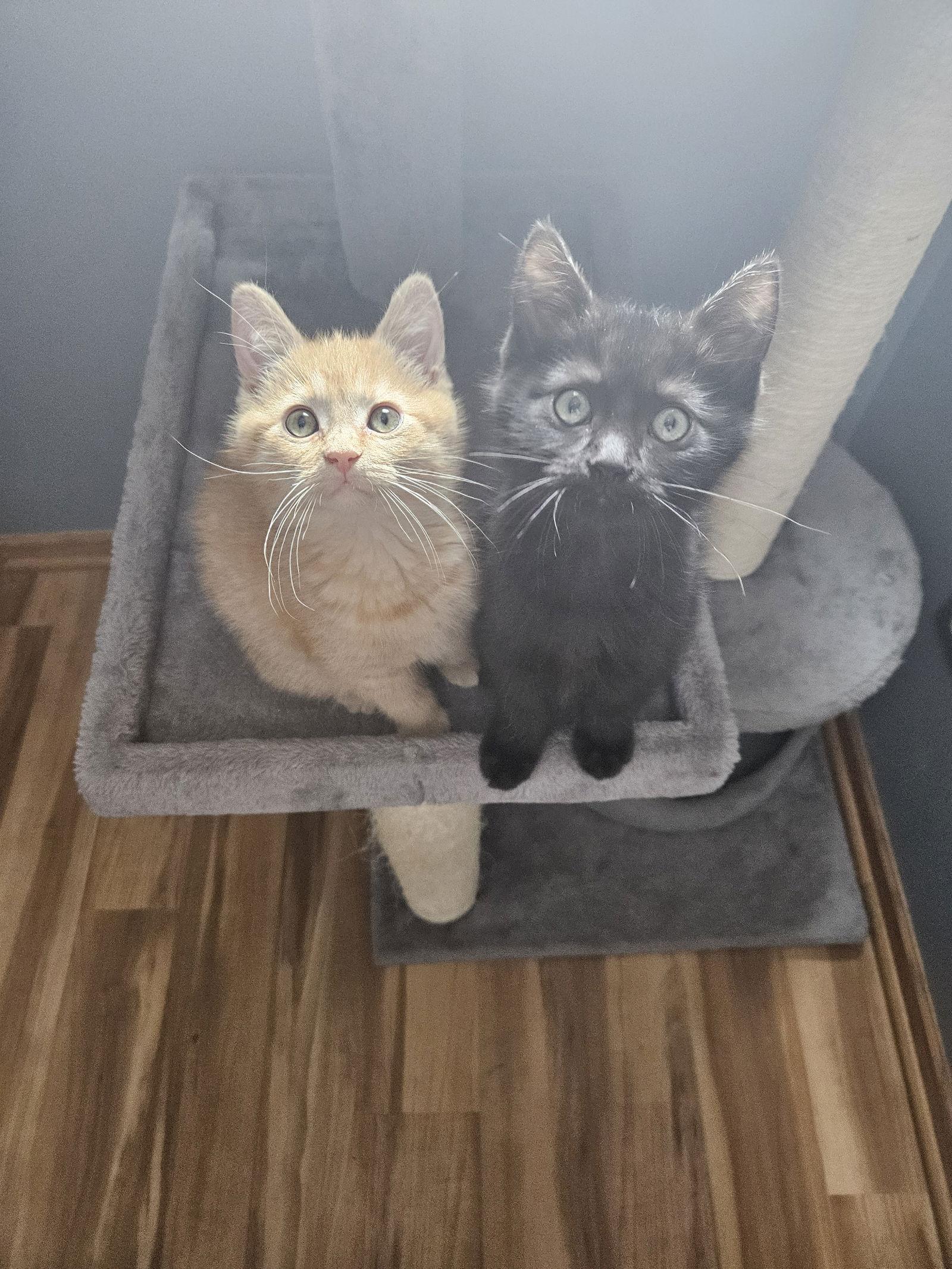 A young small-sized female Orange / Red Domestic Medium Hair cat named Tweety C & Java for adoption in minneapolis, MN