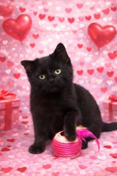 A baby medium-sized male Black Domestic Medium Hair cat named Evander for adoption in Decorah, IA