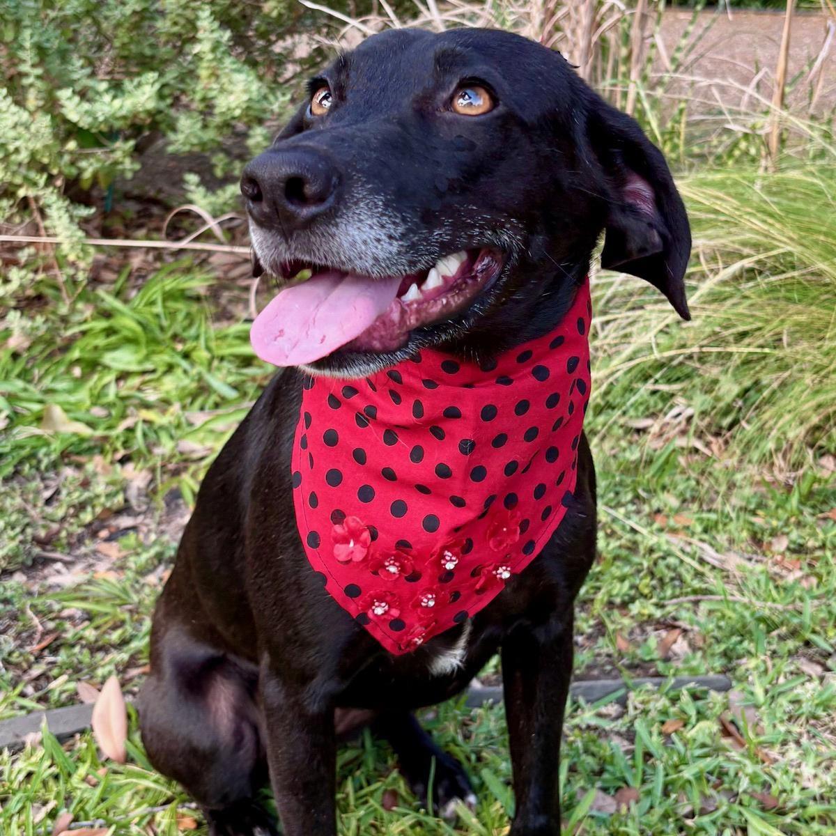 An adult medium-sized female Black Labrador Retriever dog named Lacy Good Girl for adoption in Cypress, TX