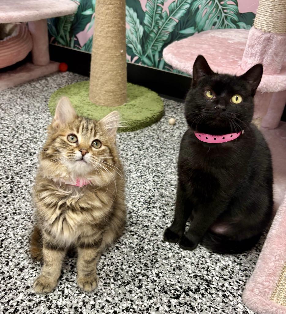 Fifi & Midnight Bonded