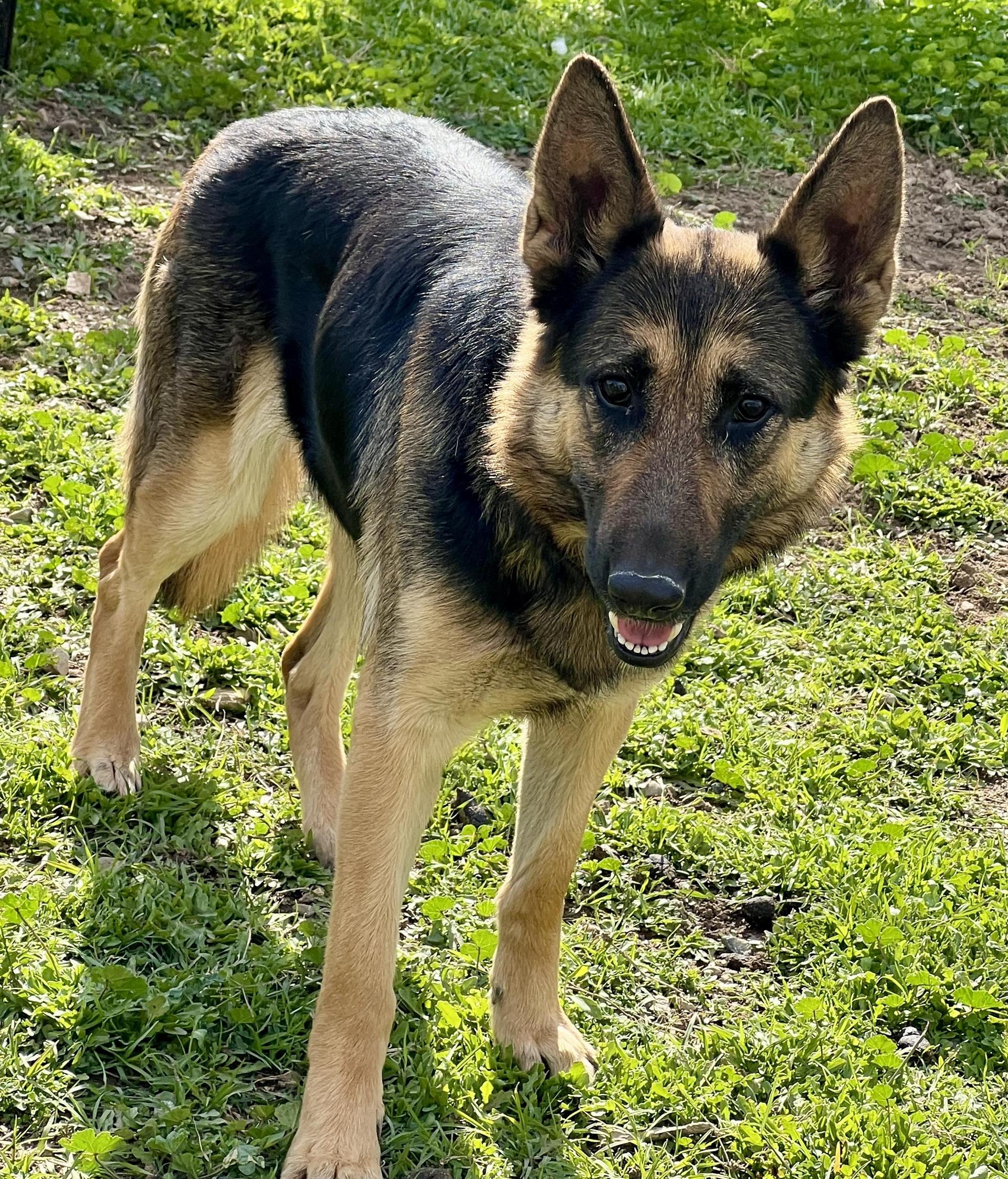 A young medium-sized female Tricolor (Brown, Black, & White) German Shepherd Dog dog named Paris for adoption in Greeneville , TN