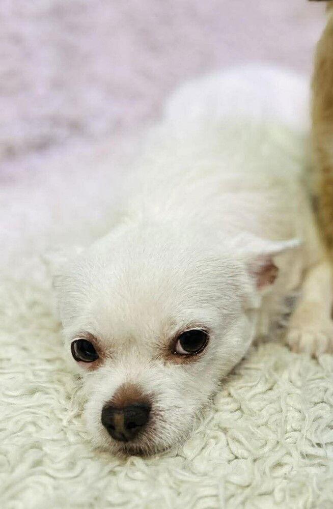 An adult small-sized female Wire Fox Terrier dog named Chloe for adoption in New York, NY