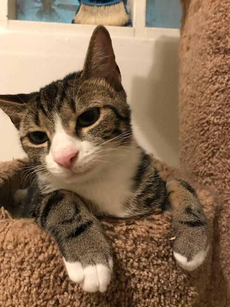 A young small-sized male Tabby cat named Brownie Boy for adoption in Capshaw, AL