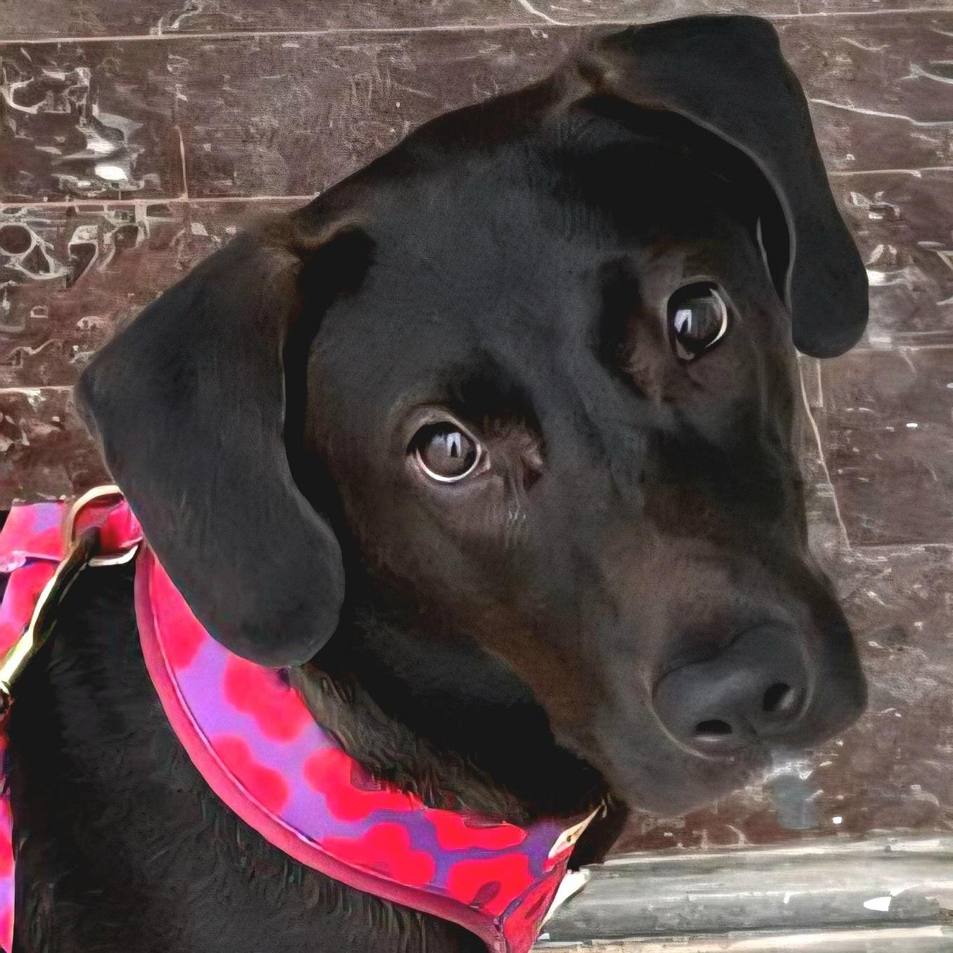 A baby medium-sized female Black Labrador Retriever dog named Pepita "super Loving & for adoption in New York, NY