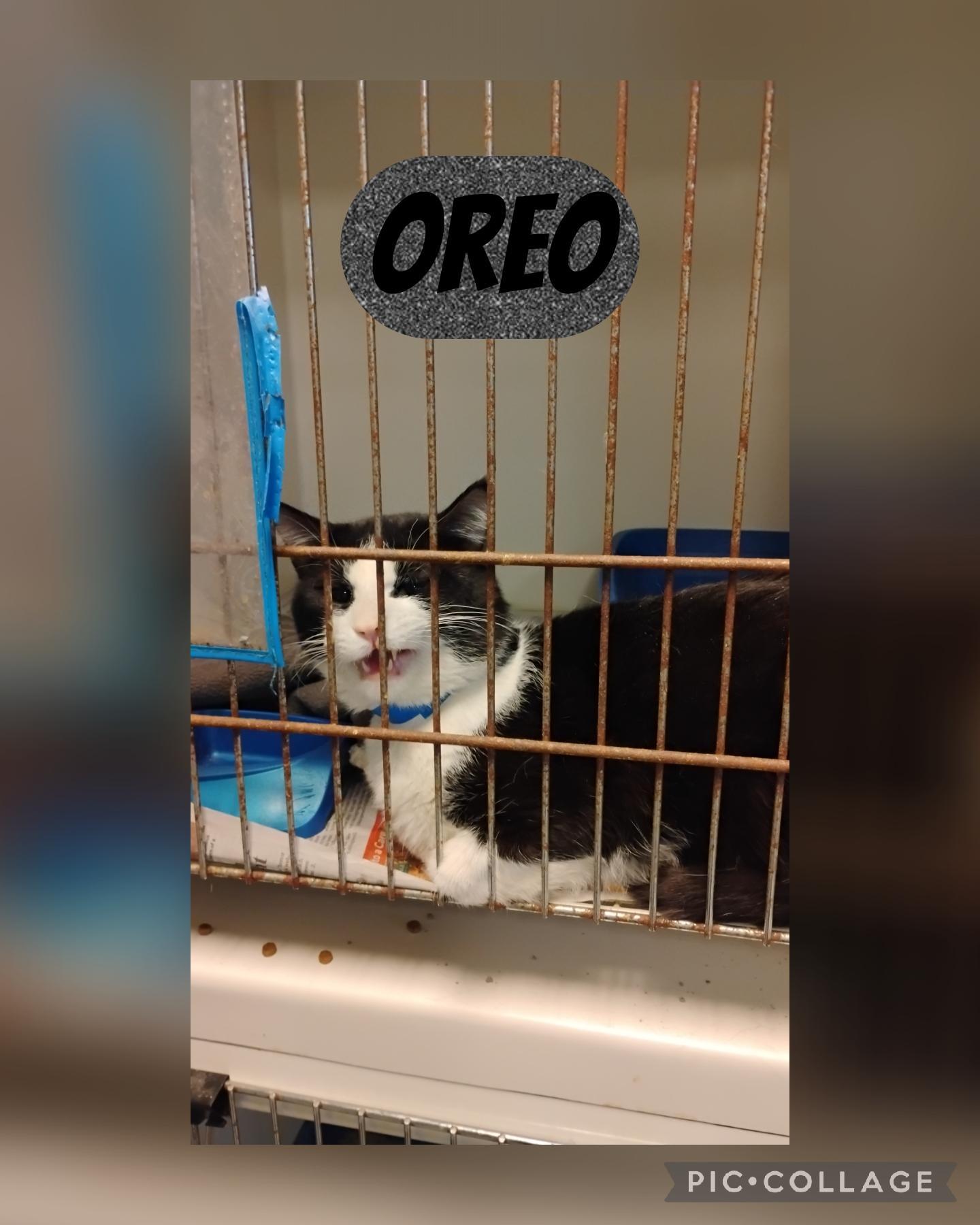 Oreo