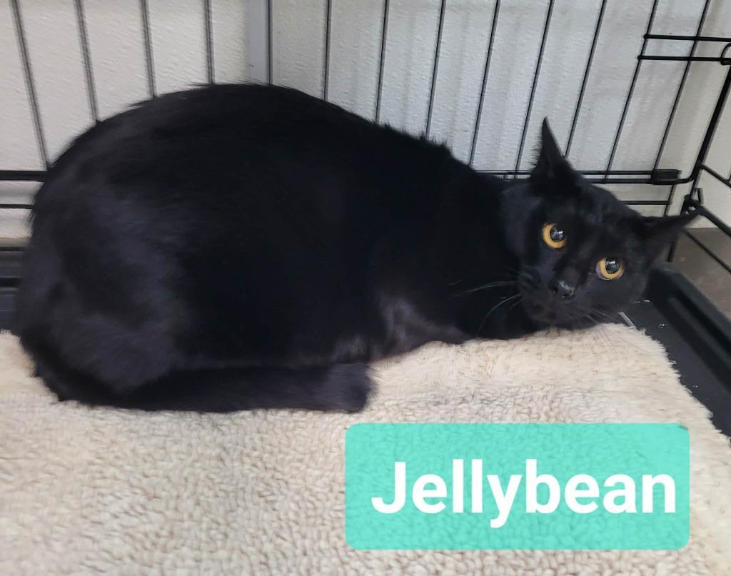 Jelly Bean