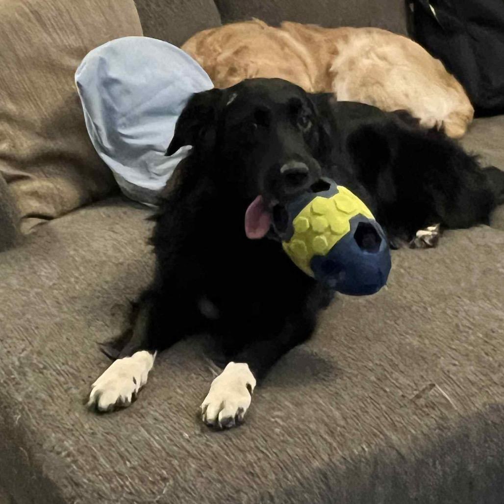 An adult medium-sized female Black Australian Shepherd dog named Bootsie for adoption in Alexandria, VA