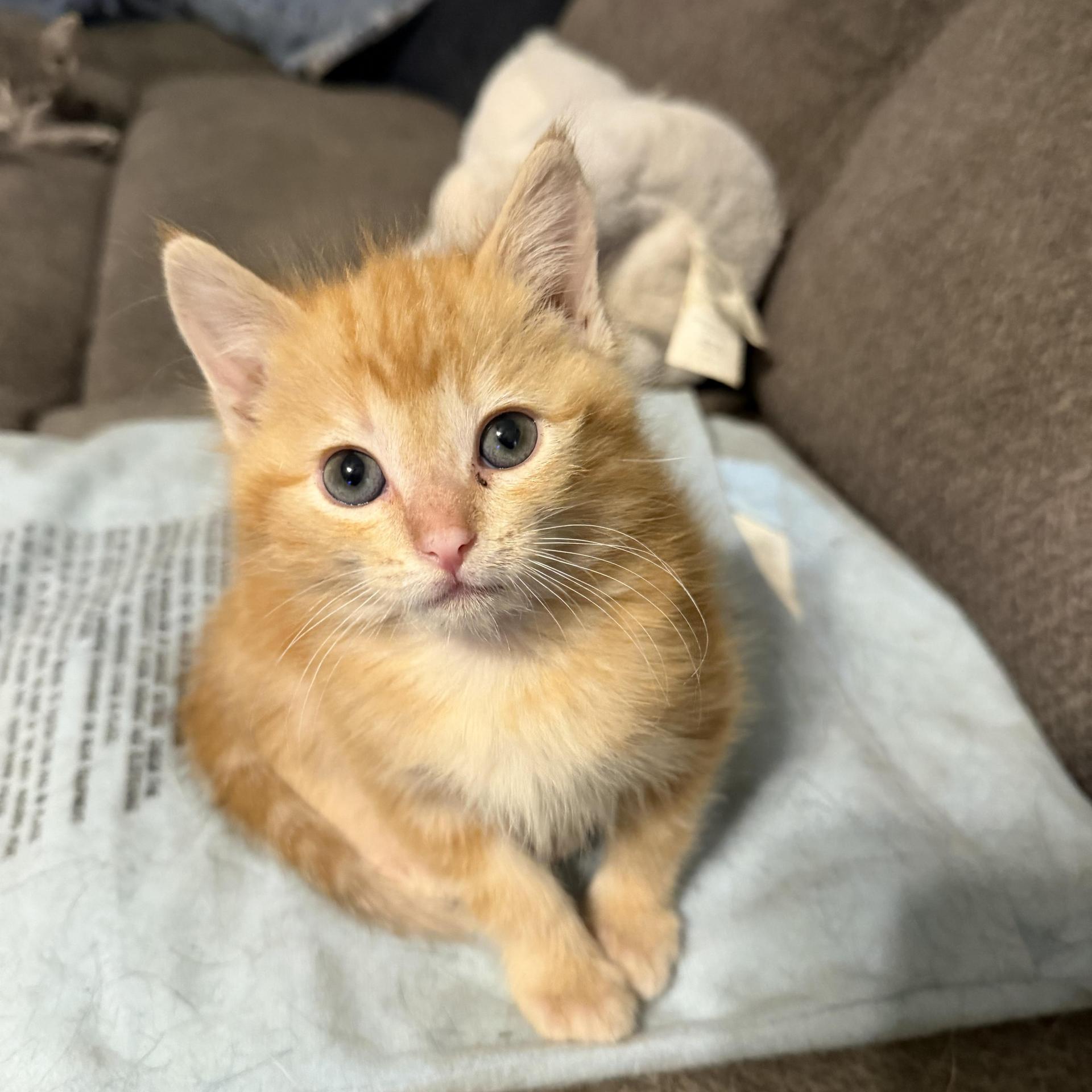 A baby small-sized male Orange / Red Domestic Short Hair cat named Chisel Plow for adoption in Mineral Point, WI