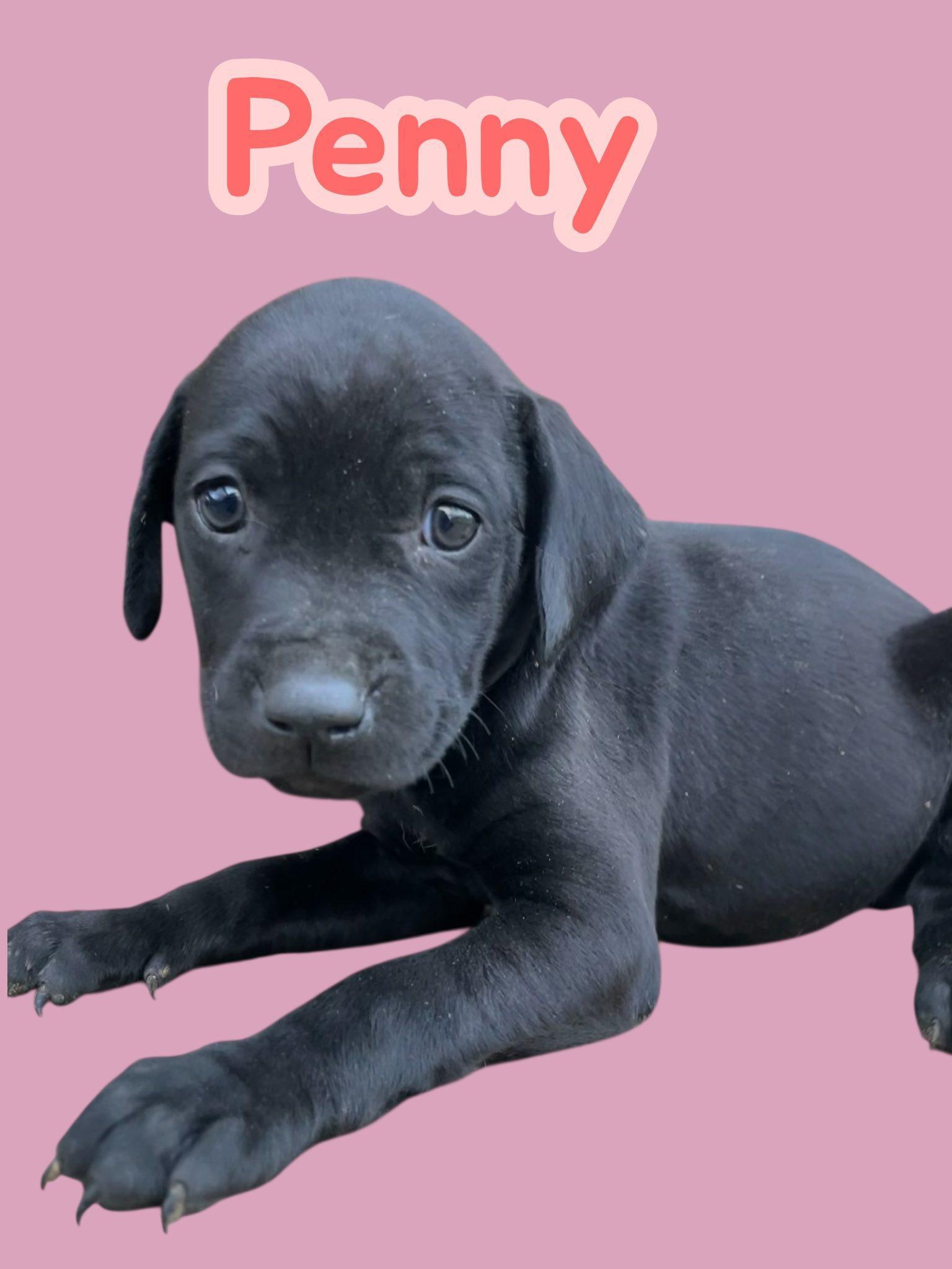 Penny