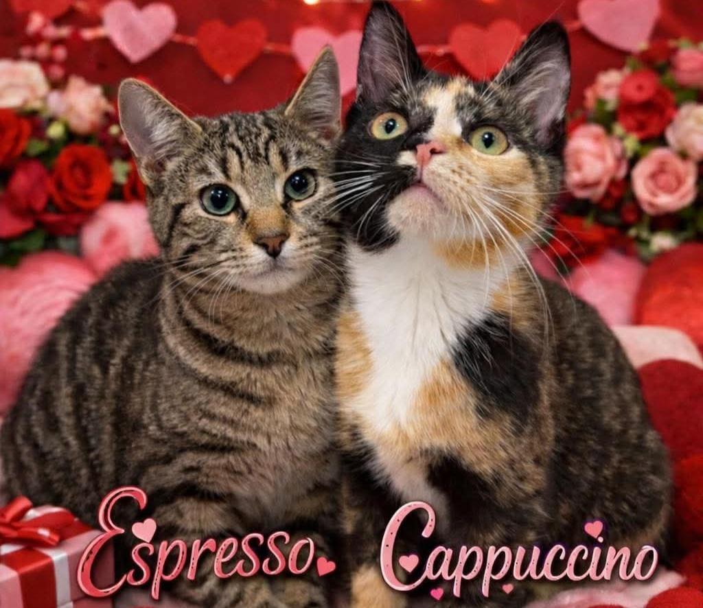 Cappuccino And Espresso