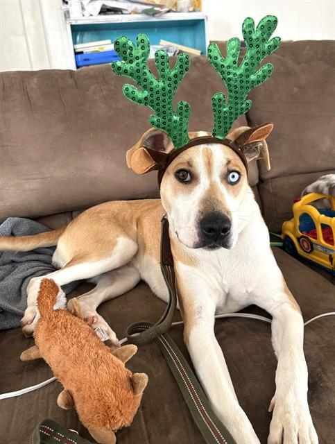 A young medium-sized female Catahoula Leopard Dog dog named Dixie for adoption in Oklahoma City, OK