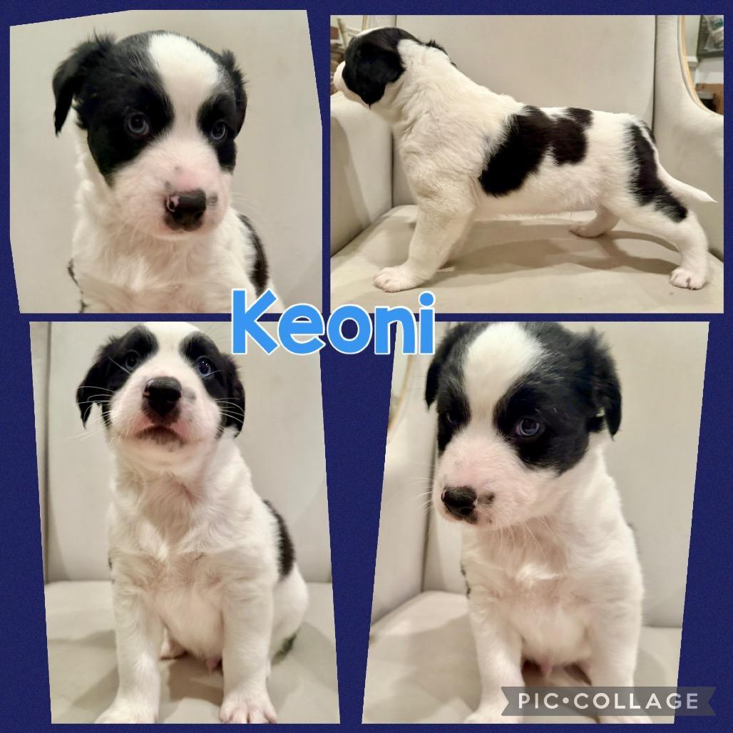 Keoni