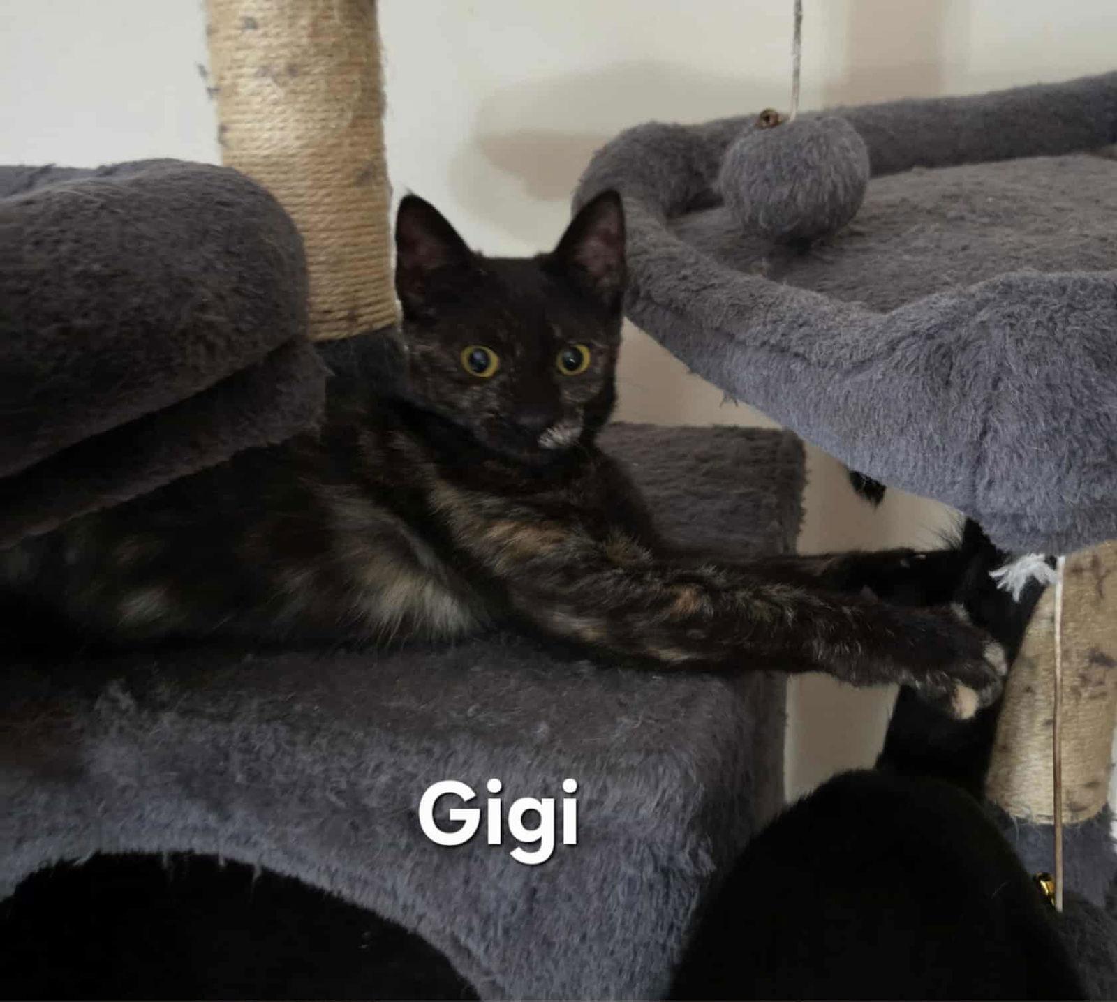 Gigi