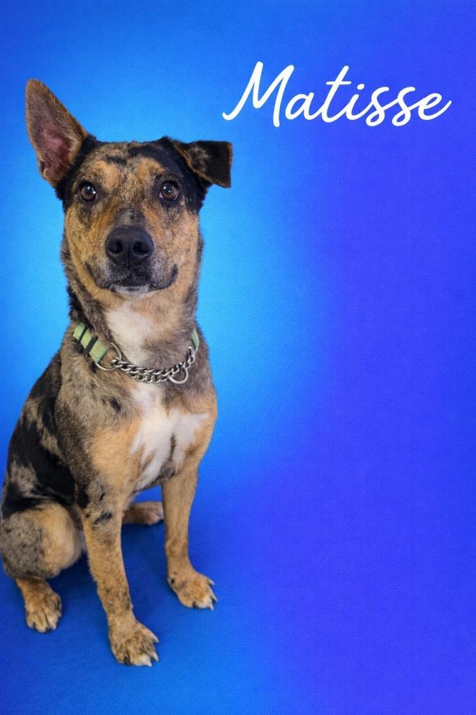 Matisse