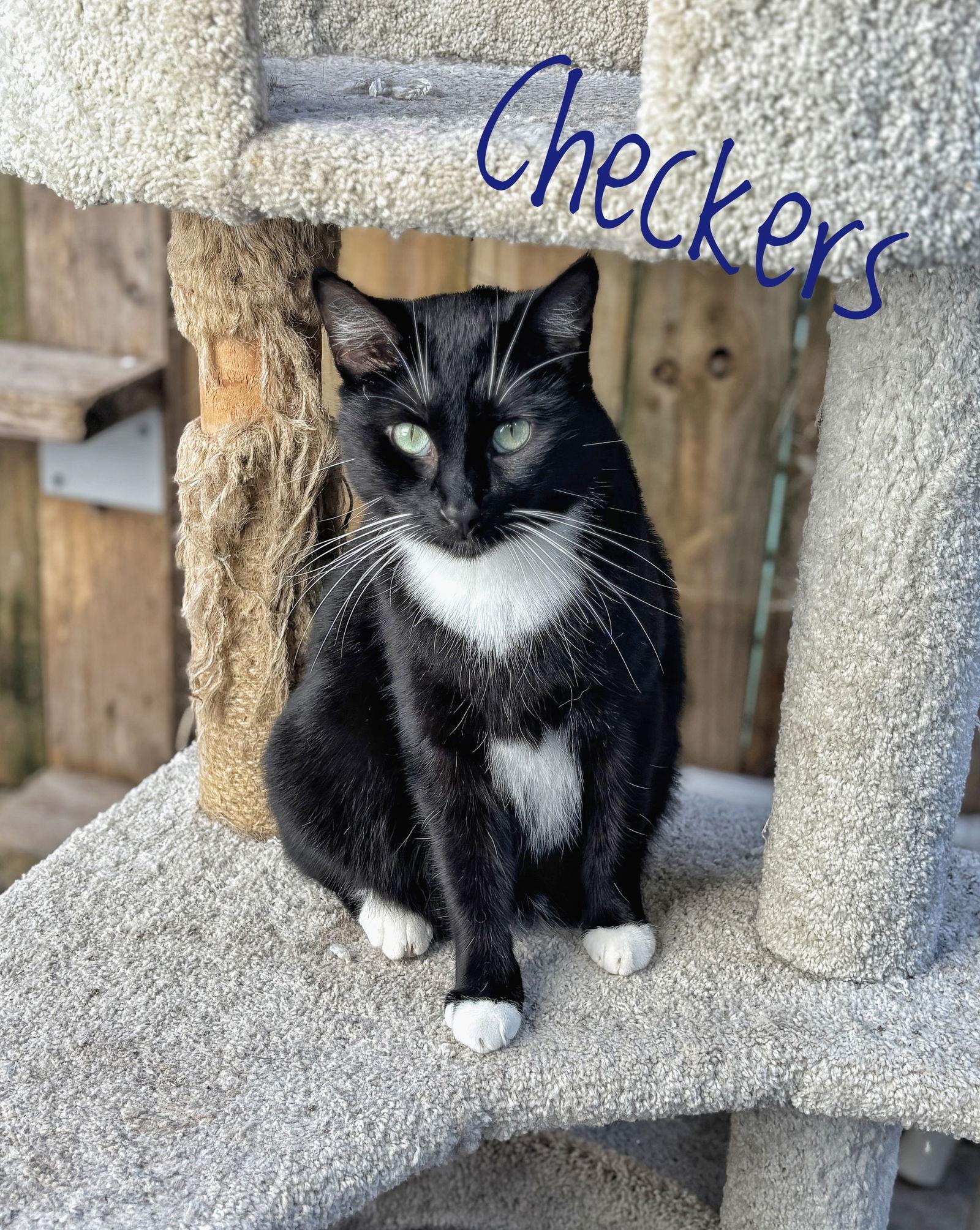 Checkers Cchs photo 1