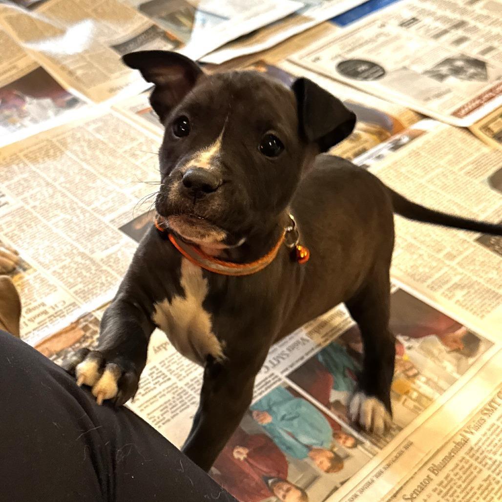 A baby medium-sized female Black Pit Bull Terrier dog named Ny Rosie Avail Jan for adoption in Eastford, CT