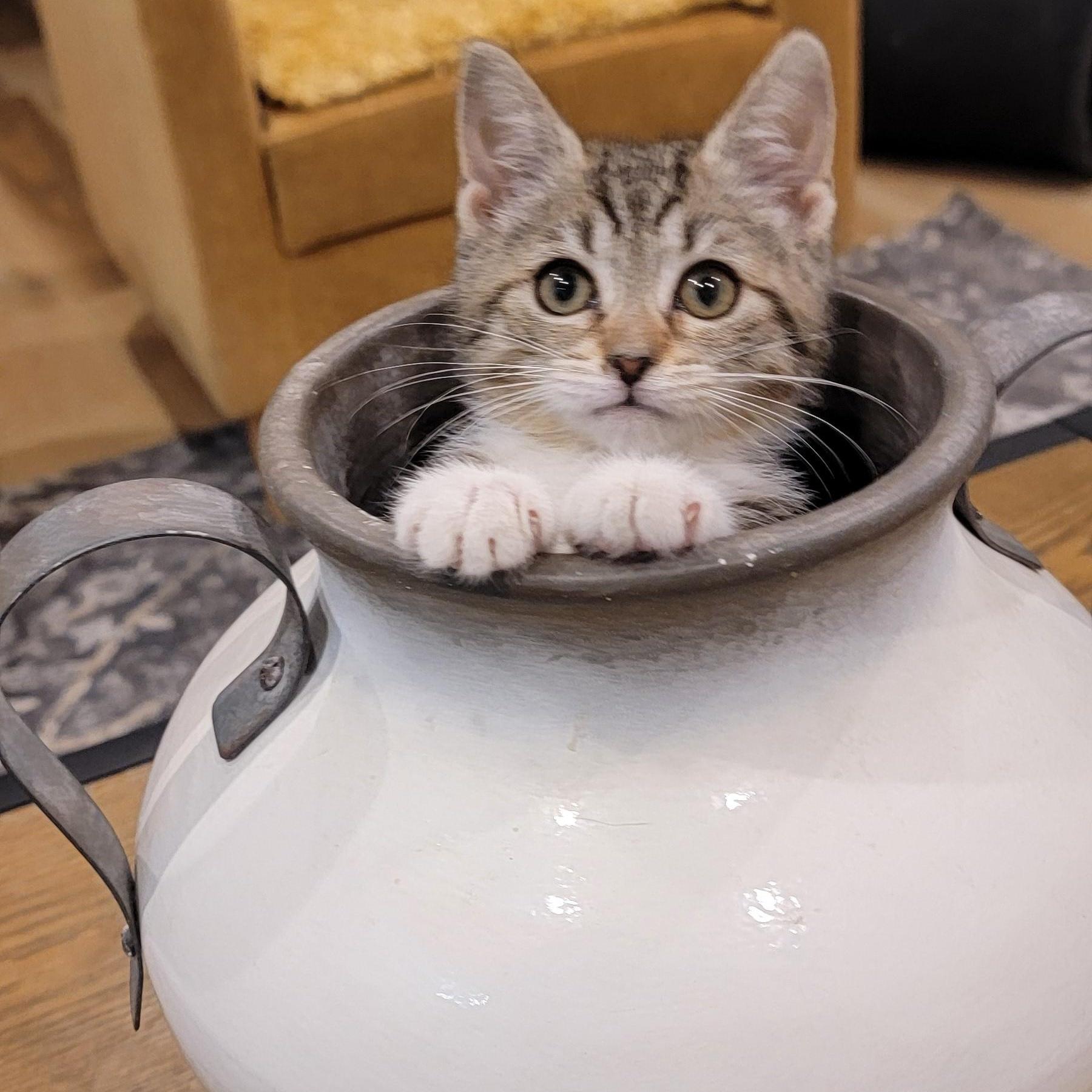 A baby medium-sized female Tabby (Gray / Blue / Silver) Tabby cat named Remi for adoption in Wyandotte, MI